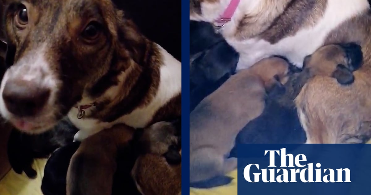 Kharkiv family races to get six newborn puppies out of Ukraine
