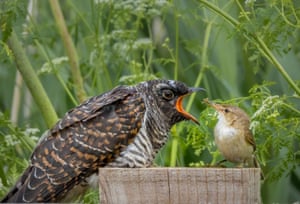 Uma toutinegra de junco alimentando um filhote cuco.