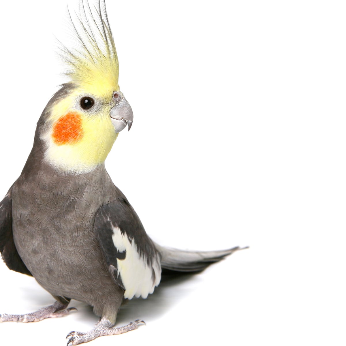 New York Millionaire Leaves 100 000 Trust Fund For 32 Cockatiels Us News The Guardian,Ornamental Grass Types