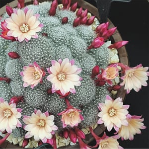 Alys Fowler 10 mejores Instagram cuentas para los jardineros 2 Taylor Johnston, @gamine_co