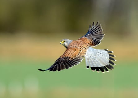 A kestrel in flight.