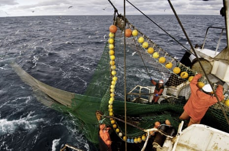 Coalfish fishery in the North Sea.