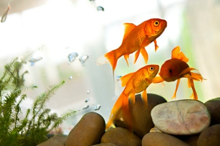 Goldfish are sociable, so having three in a tank is best.