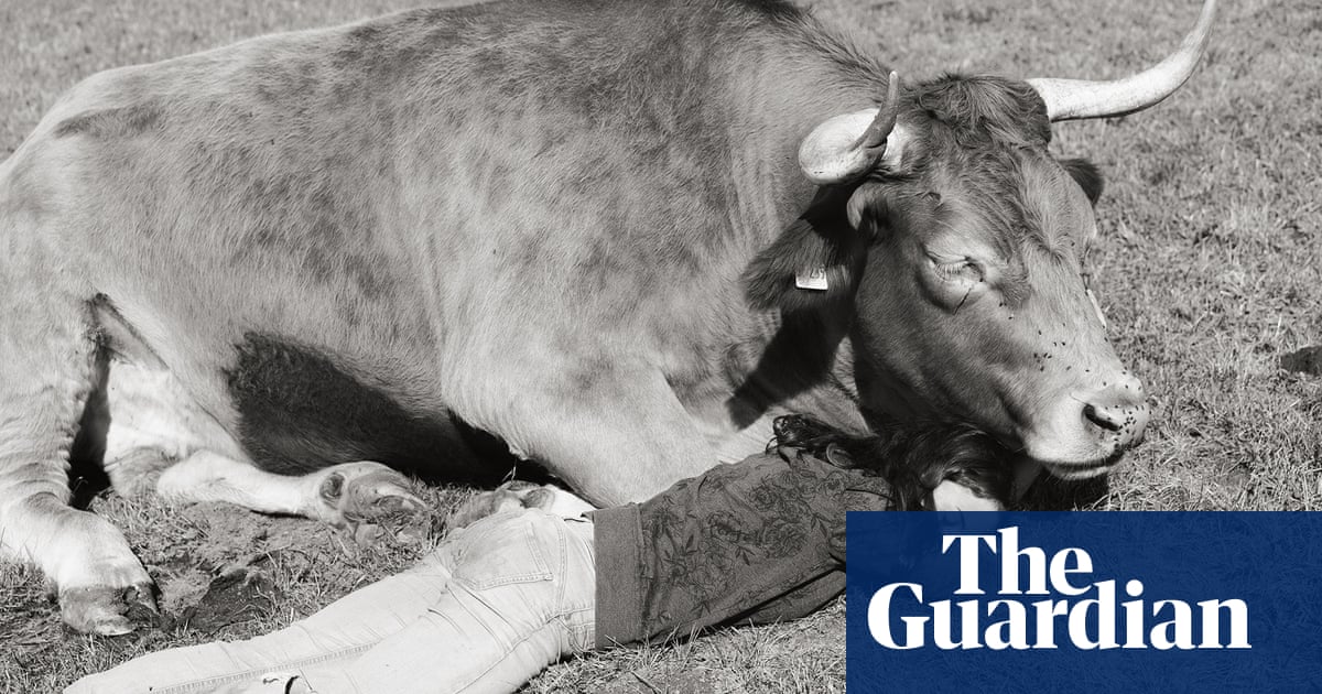 Animal rescue: bonding with cows, piglets and geese – in pictures | Art and  design | The Guardian