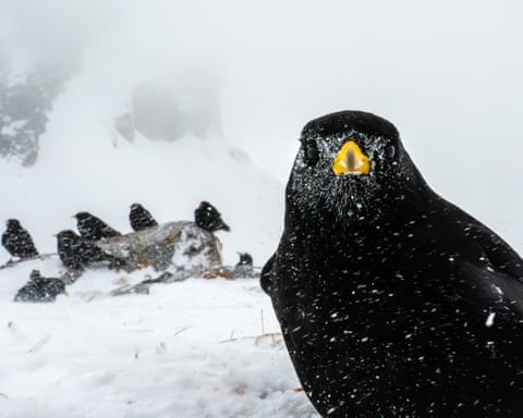 Alpine choughs in the snow