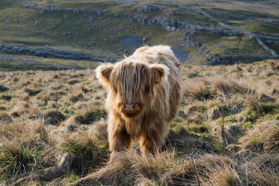 a Highland cow on the Malham uplands.