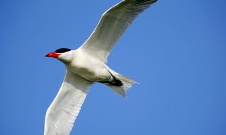 A Caspian tern