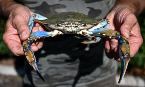 Invasive blue crabs threaten economy of whole regions of Italy, official  say, Italy