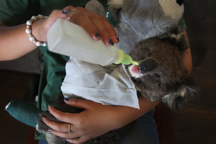 A wildlife carer gives a bottle to an injured koala joey