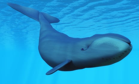 a whale