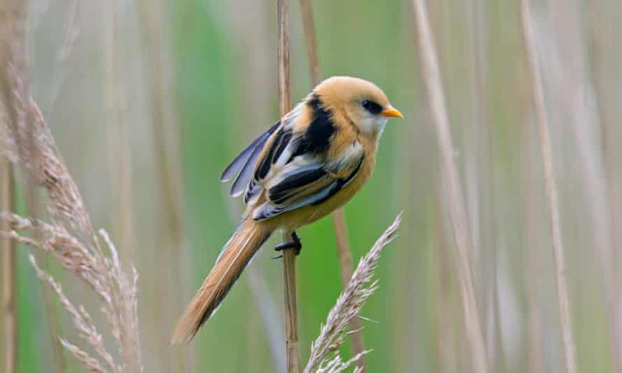 each-coloured bearded tit