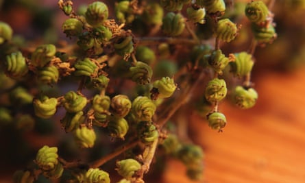 Meadowsweet seed heads