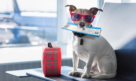 jack russell dog waiting in airport terminal ready to board the airplane