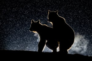 Bence Mate wins highly commended for his shot of two bears having some night-time fun in Harghita, Romania