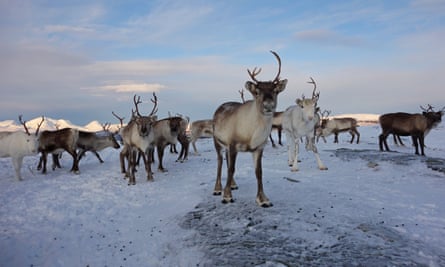 Reindeer in the Norwegian Arctic, 2016.