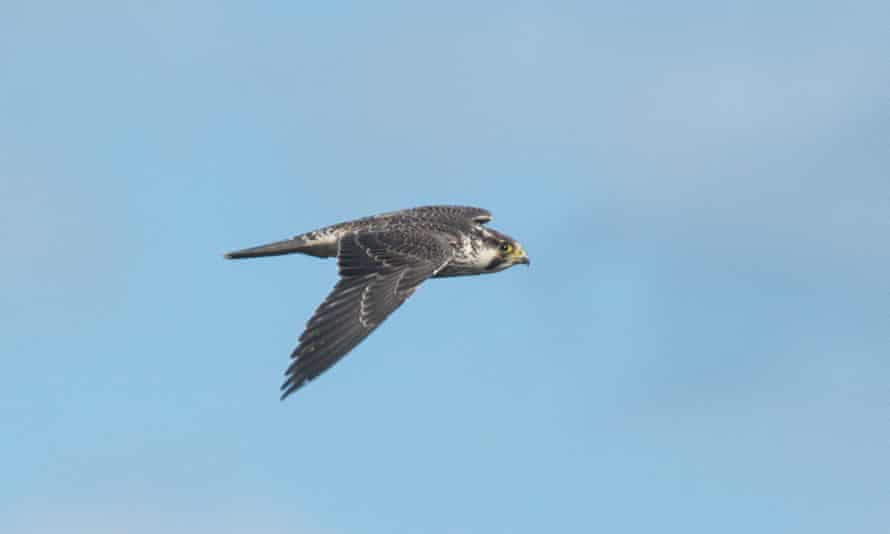 Birder James Wilson spotted this tundra peregrine in late September 2021 on North Ronaldsay, Orkney Islands.