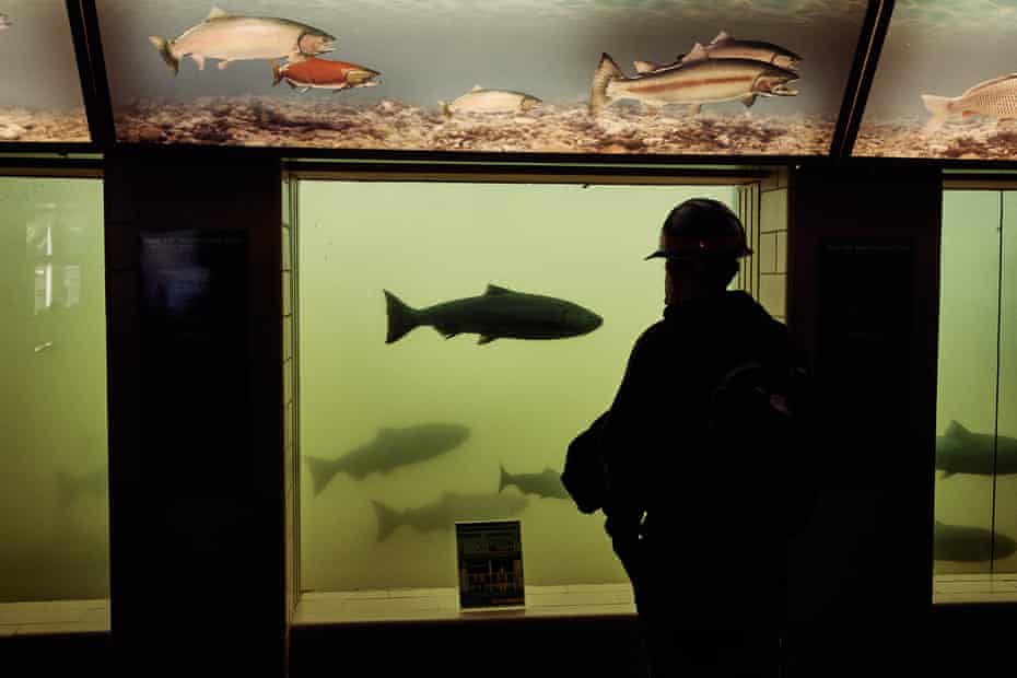 Salmon are seen swimming through the viewing area at Lower Granite Dam Fish Ladder Visitor Center in Pomeroy, Washington.