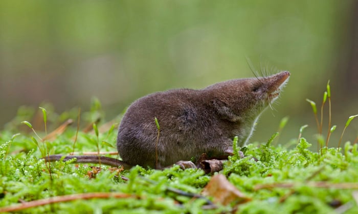 Small-minded? Shrews shrink their skulls to survive winter, study shows |  Biology | The Guardian