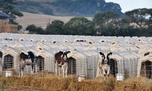 Animal Equality’s photograph of calves penned in solitary hutches at Grange Dairy in East Chaldon, Dorset.