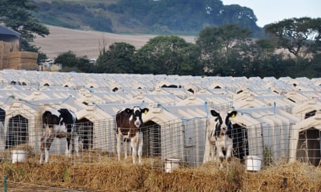 Animal Equality’s photograph of calves penned in solitary hutches at Grange Dairy in East Chaldon, Dorset.