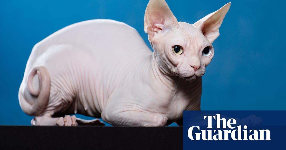 La ricerca ha scoperto che lo Sphynx ha l’aspettativa di vita più bassa di qualsiasi razza di gatto domestico  i gatti
