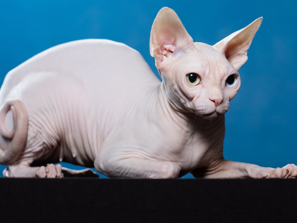 How Old Do Sphynx Cats Live: Lifespan Secrets Revealed