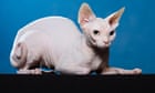 Sphynx has lowest life expectancy of domestic cat breeds, research finds