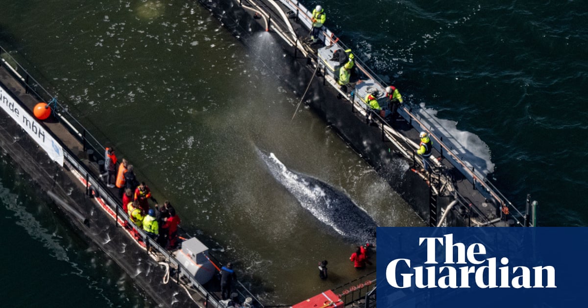Stranded whale Timmy swims on to barge in German rescue attempt