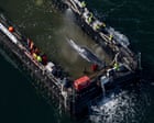 Stranded whale Timmy swims on to barge in German rescue attempt