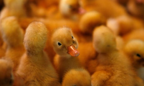 Ducklings are far from quackers - they have the power of abstract thought