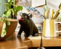 Ornaments on Nathan Outlaw’s shelves, including a pig toy and a mug with pens in it.