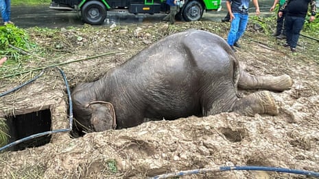 Elephant and baby saved in dramatic rescue from manhole in Thailand | Thailand | The Guardian