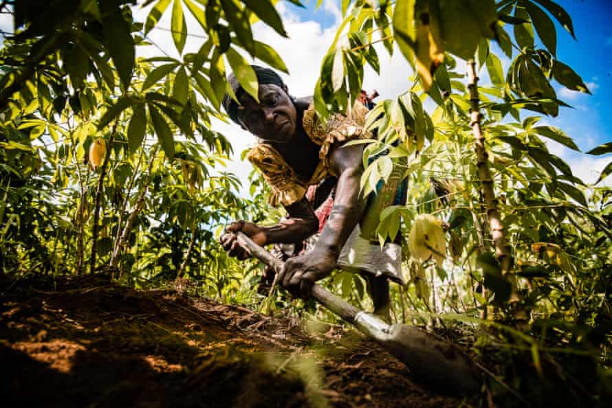 A woman scrapes weeds from a cassava field near Okwale.