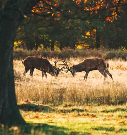 Two deer look antlers in Richmond Park, London, during the mating season.