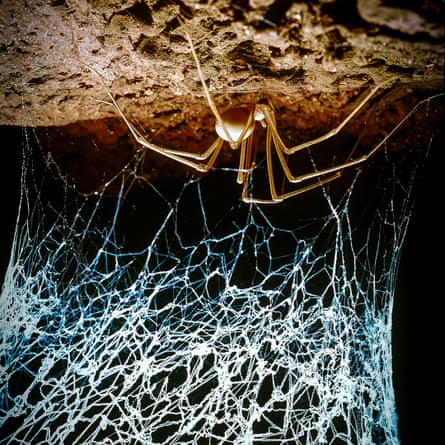 Blind cave spider and web