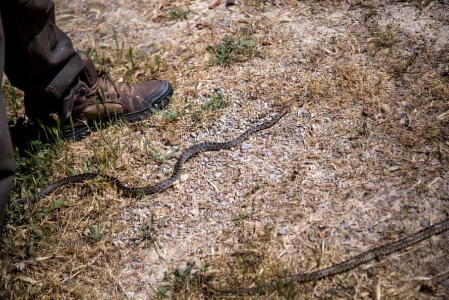 Invasive snakes on Ibiza – horseshoe whipsnakes.