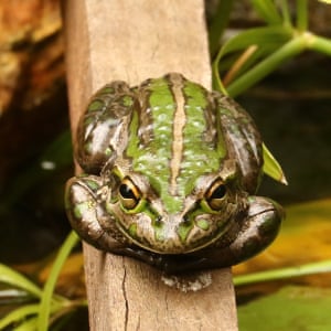 Motorbike frog in our fishpond, Perth, Western Australia Photograph: David Merryweather/GuardianWitness