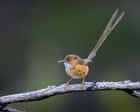 ‘Hanging on by a thread’: 11th hour decision to protect endangered birds from SA space project plans welcomed