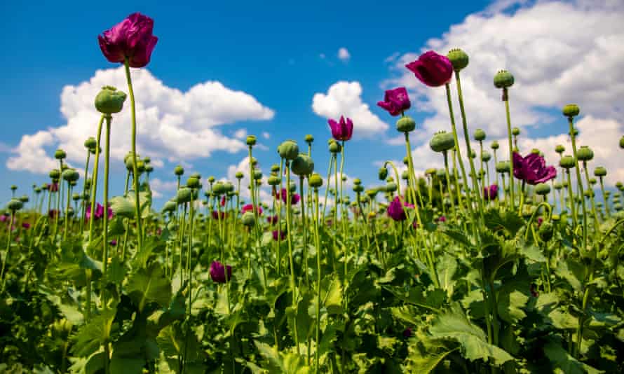Thin or prune back self-seeders such as poppies.