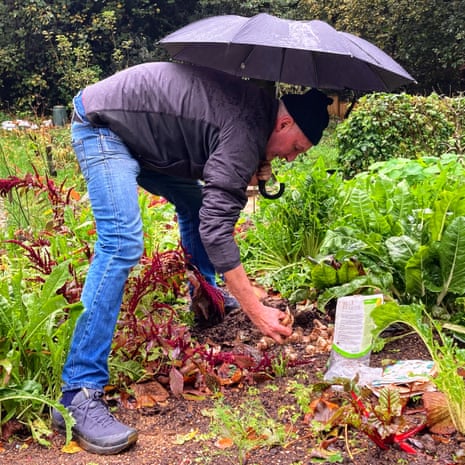 Ground work: Howard braves the rain to plant daffodil bulbs on the plot.