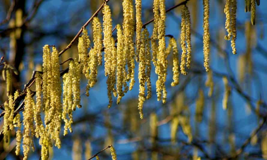 Catkins