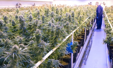 Tilray medicinal cannabis growing facility in Canada.