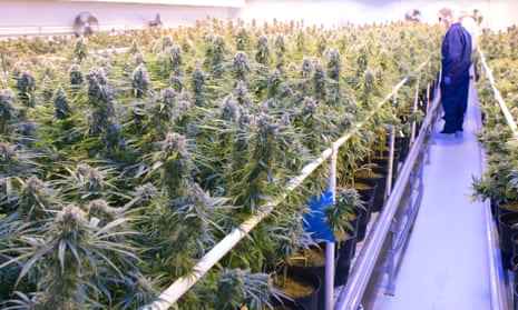 Tilray medicinal cannabis growing facility in Canada.