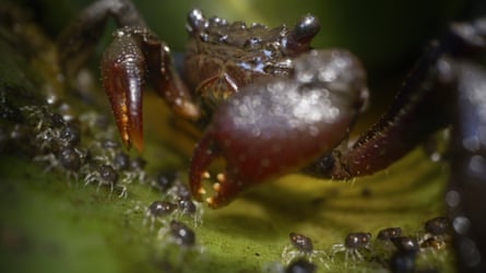 Pinchy parenting … Parenthood on BBC One.