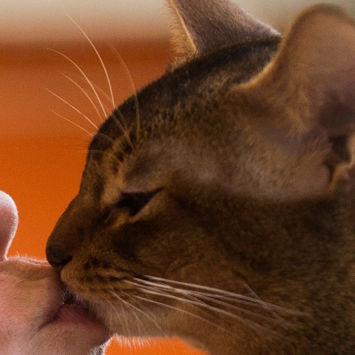 How Do You Know Your Cat Loves You Let Me Count 25 Ways Fay Schopen The Guardian How Do You Know Your Cat Loves You Let Me Count 25 Ways Fay Schopen The Guardian