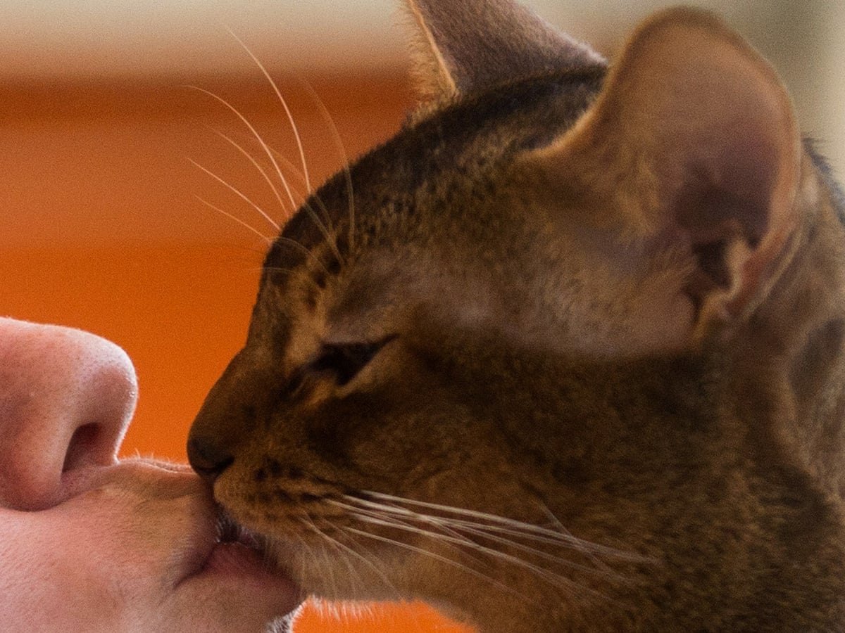 How do you know your cat loves you? Let me count 25 ways | Fay Schopen |  The Guardian