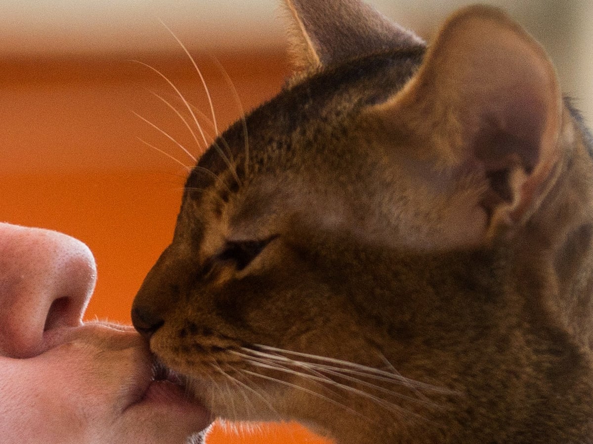 How Do You Know Your Cat Loves You Let Me Count 25 Ways Fay Schopen Opinion The Guardian