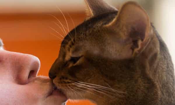 How Do You Know Your Cat Loves You Let Me Count 25 Ways Fay Schopen Opinion The Guardian