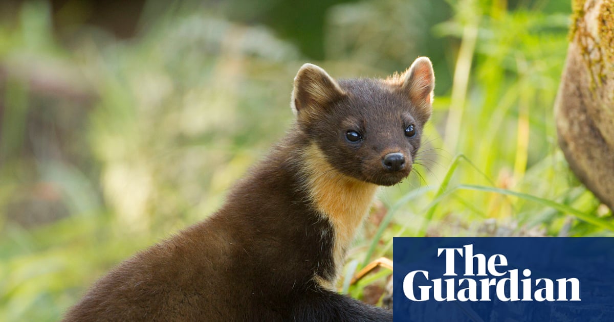 Country diary: The challenge of making a thatched roof pine-marten proof | Tom Allan