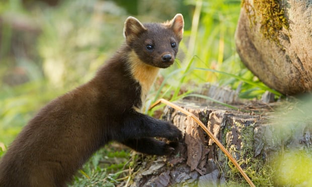 Pine marten
